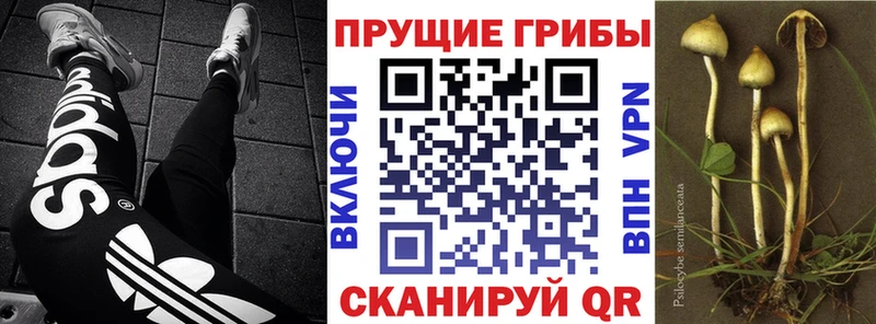 Псилоцибиновые грибы прущие грибы  Берёзовка 